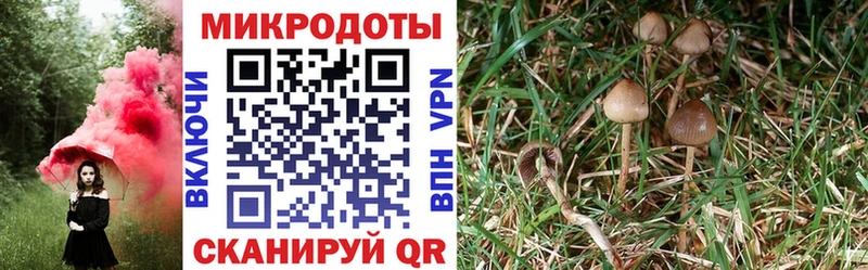 где найти наркотики  Ишим  Псилоцибиновые грибы Cubensis 
